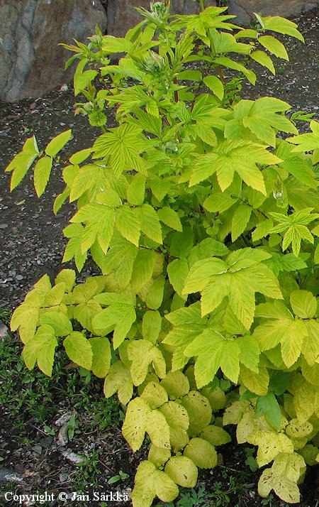 Filipendula ulmaria 'Aurea', niittymesiangervo